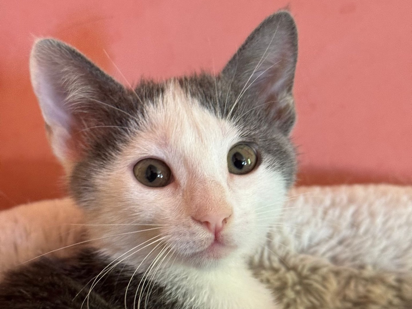 Adozione gatto, femmina, Razza sconosciuta Razza sconosciuta, 2 mesi, taglia non valida, Treviso
