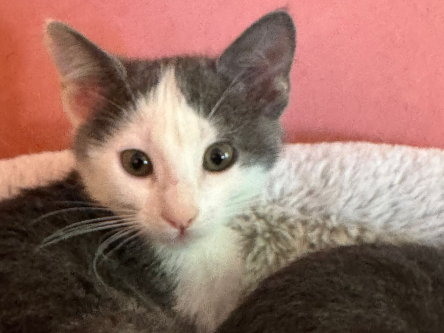 Adotta un gatto, femmina, 2 mesi, Treviso