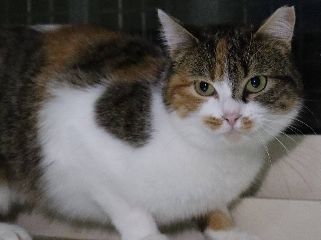 Adotta un gatto, taglia non valida, femmina, Torino