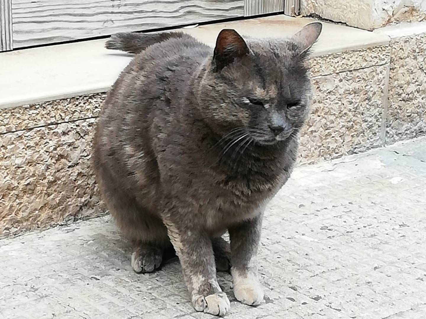 Adotta un gatto, femmina, 5 anni e 4 mesi, Genova