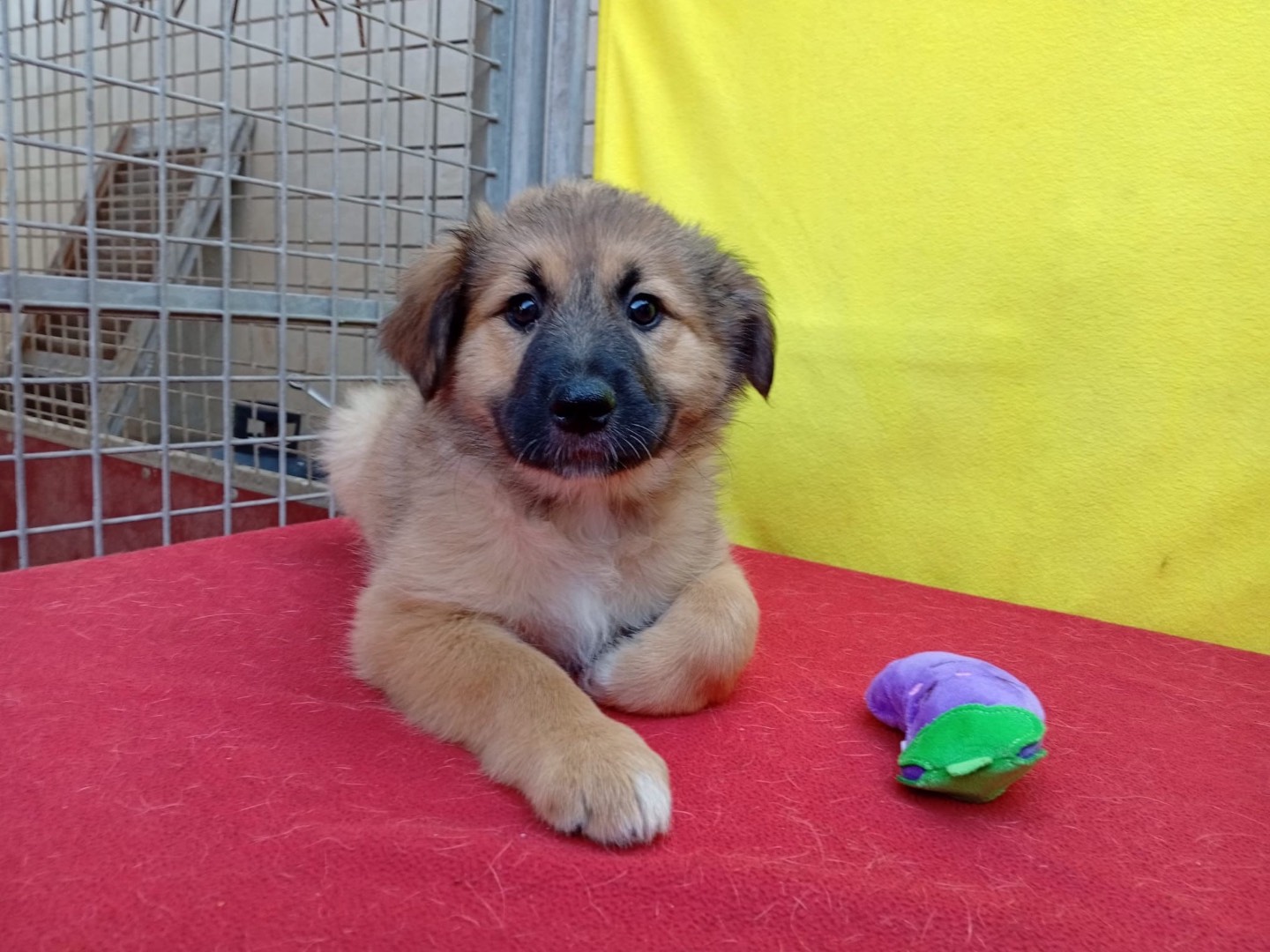 Adozione cane, maschio, Razza sconosciuta Razza sconosciuta, 2 mesi, taglia media, Crotone