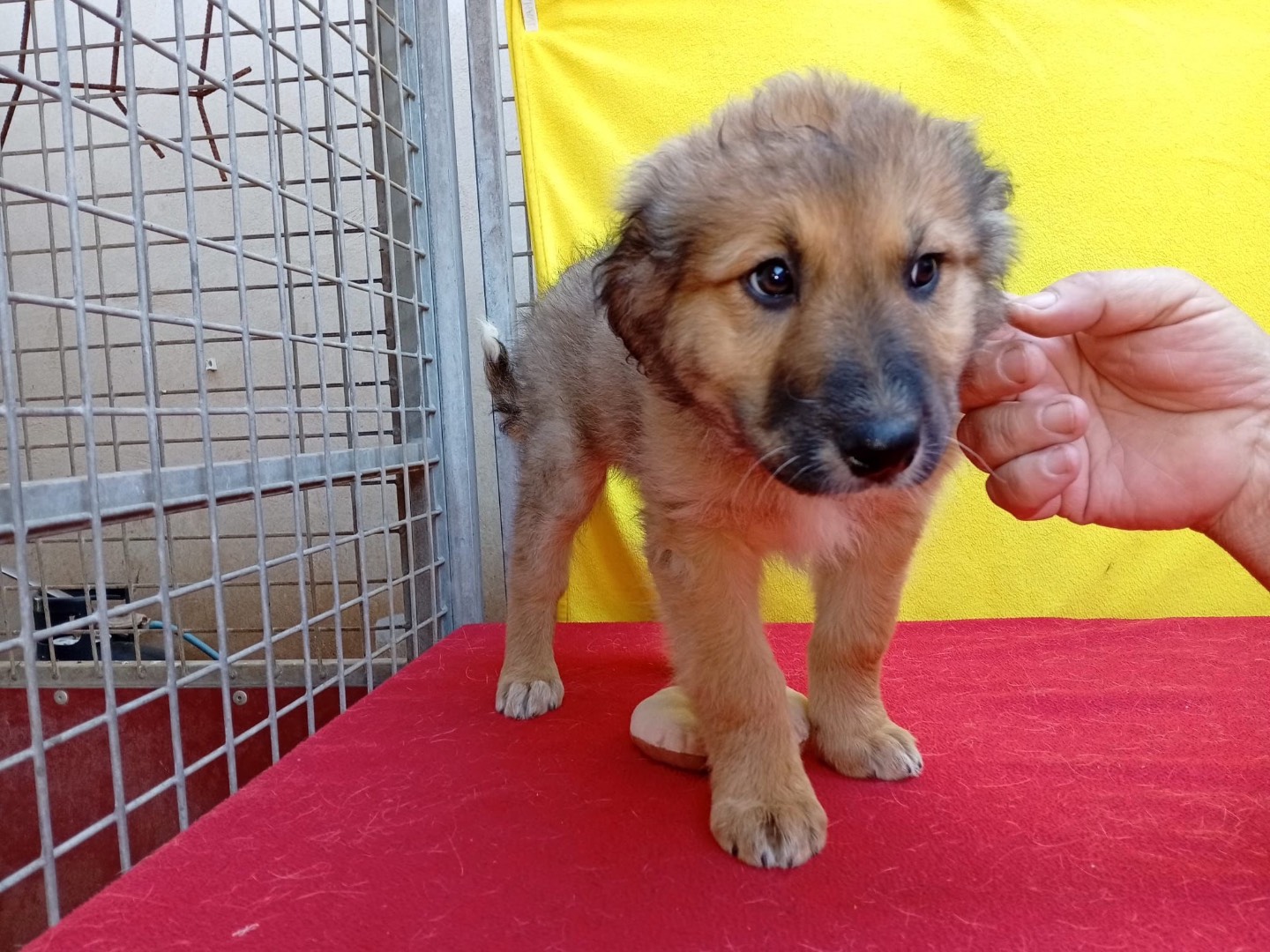 Adozione cane, maschio, Razza sconosciuta Razza sconosciuta, 2 mesi, taglia media, Crotone