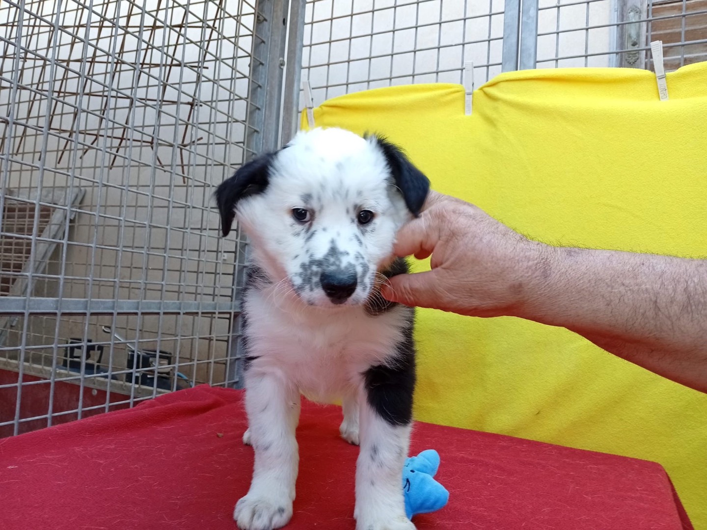 Adozione cane, maschio, Razza sconosciuta Razza sconosciuta, 2 mesi, taglia media, Crotone
