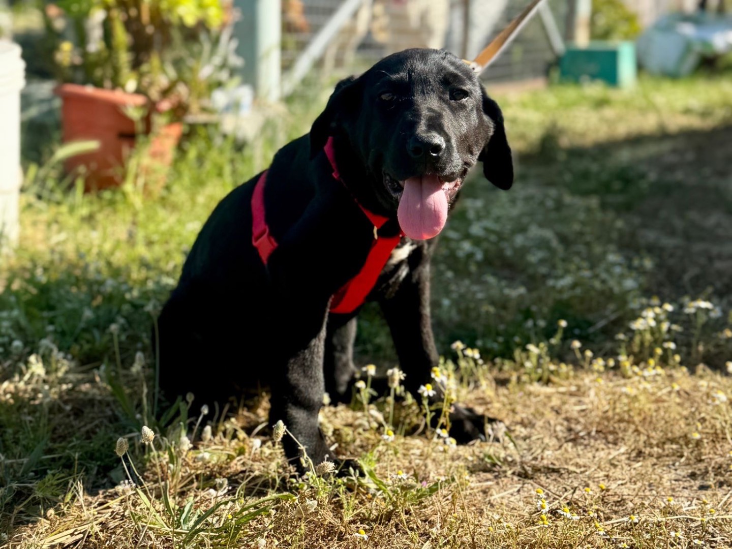 Adotta un cane, femmina, 5 mesi, Crotone