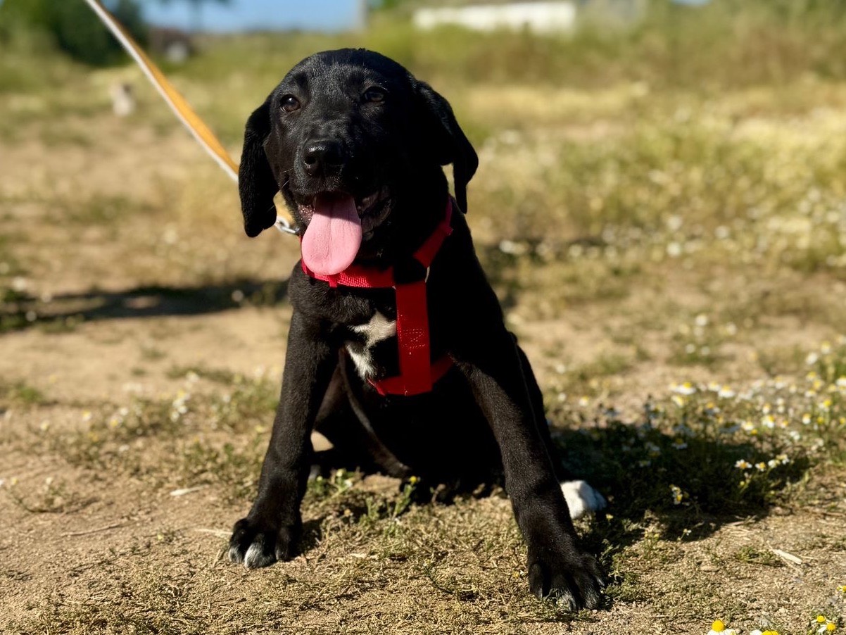 Adozione cane, femmina, Razza sconosciuta Razza sconosciuta, 5 mesi, taglia media, Crotone