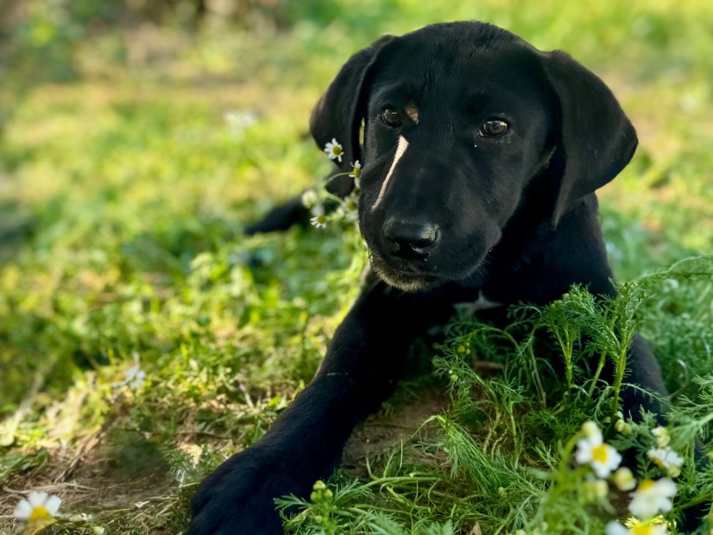 Adotta un cane, taglia media, femmina, Crotone