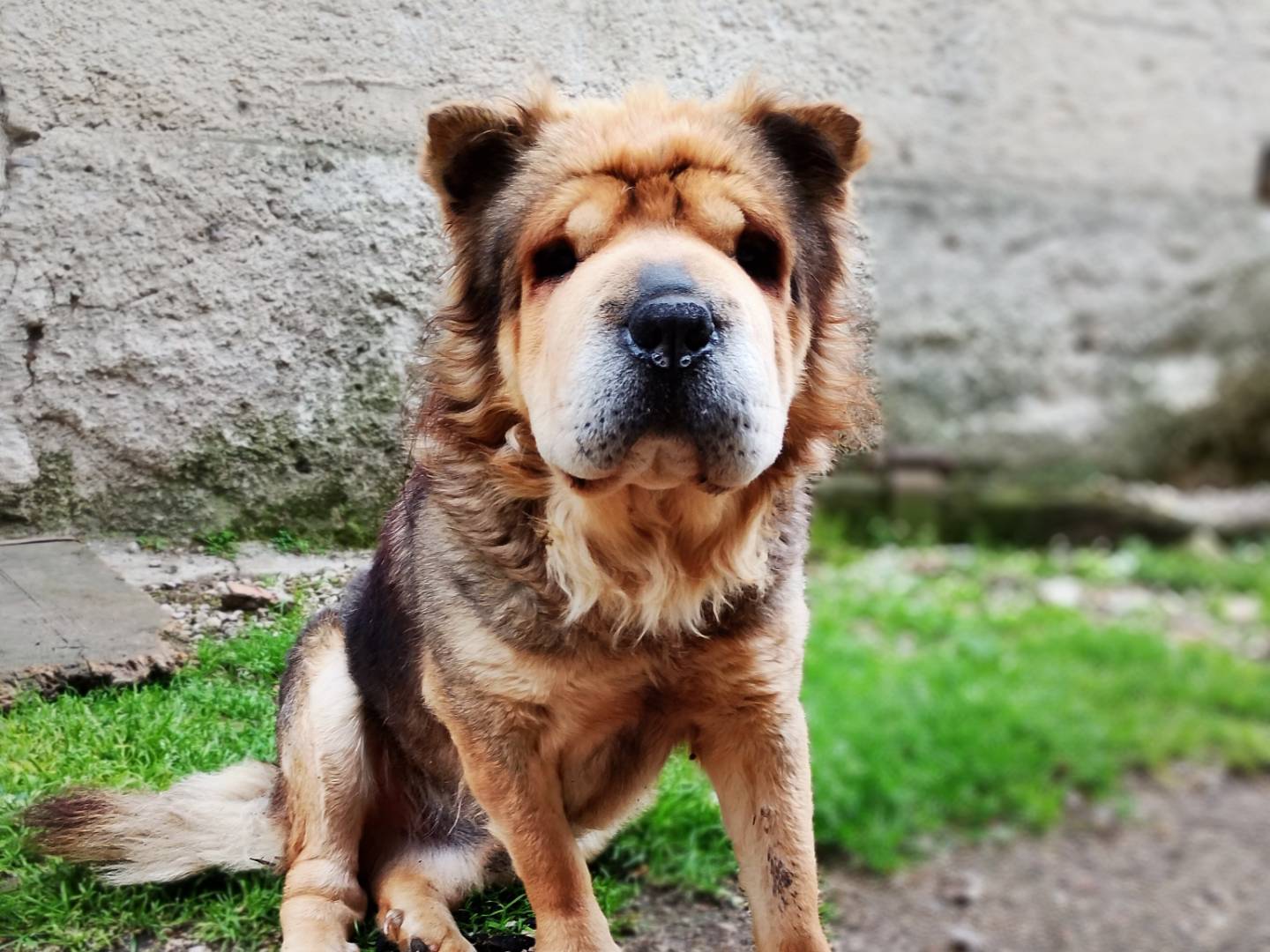 Adozione cane, maschio, Razza sconosciuta Razza sconosciuta, 5 anni e 4 mesi, taglia media, Frosinone