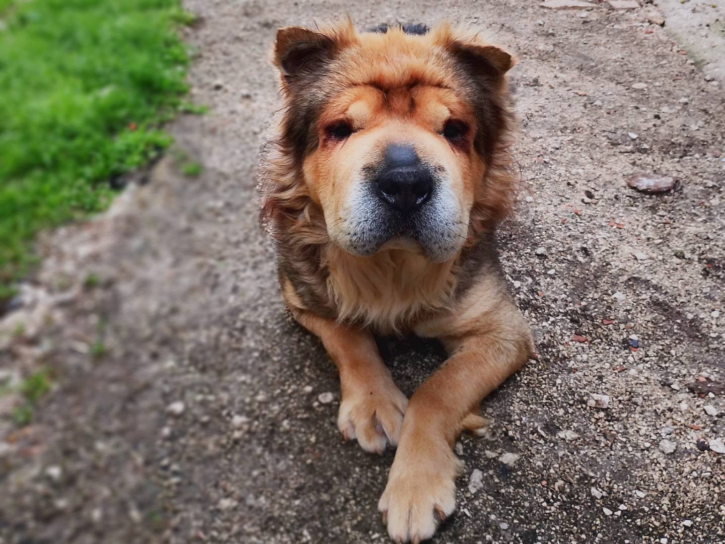 Adotta un cane, maschio, 5 anni e 4 mesi, Frosinone