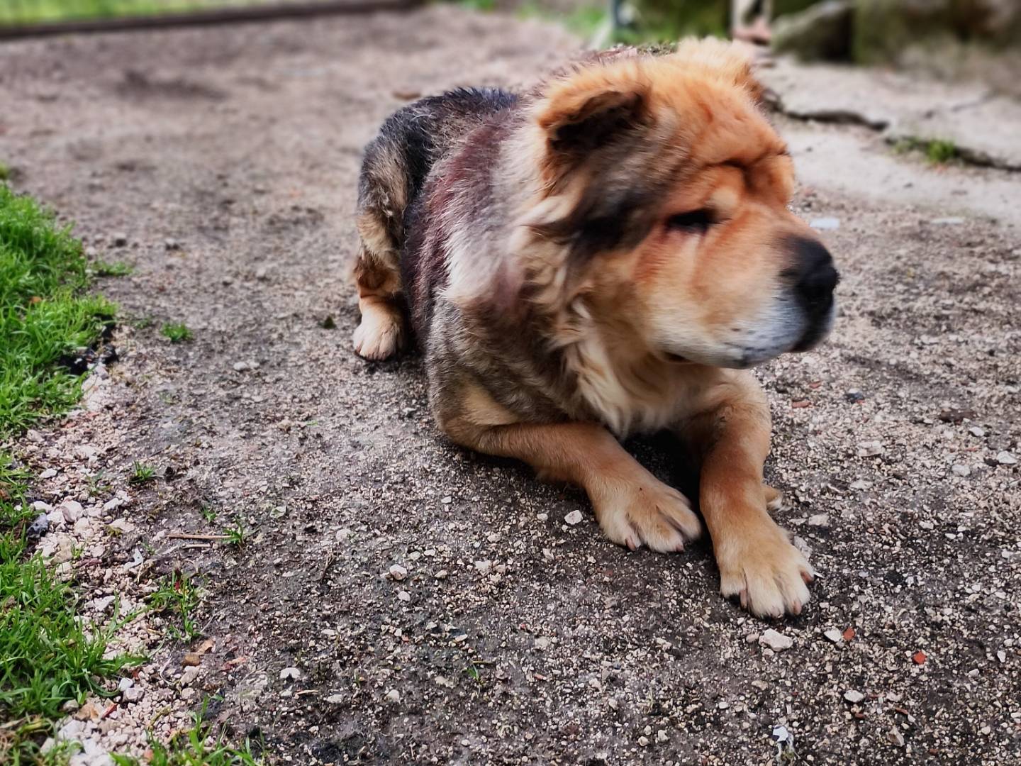 Adotta un cane, taglia media, maschio, Frosinone