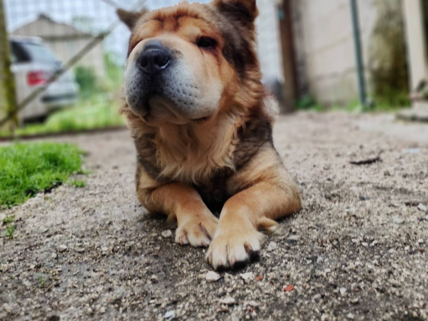 Vuoi adottare un cane a Frosinone?