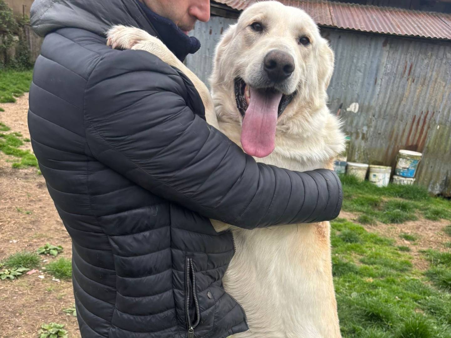 Vuoi adottare un cane a Frosinone?