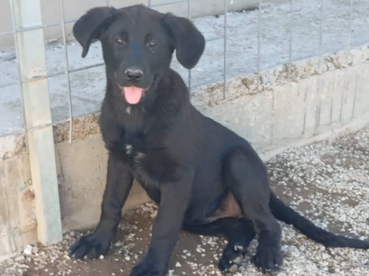 Adozione cane, femmina, Razza sconosciuta Razza sconosciuta, 3 mesi, taglia grande, Caserta