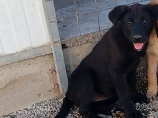 Adotta un cane, femmina, 3 mesi, Caserta
