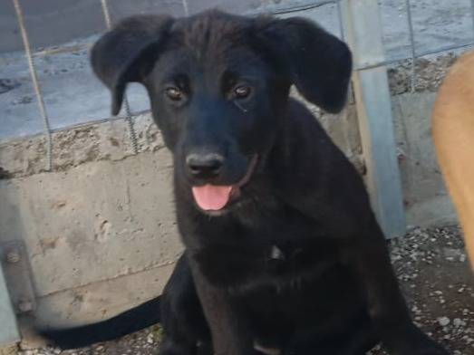 Adotta un cane, taglia grande, femmina, Caserta