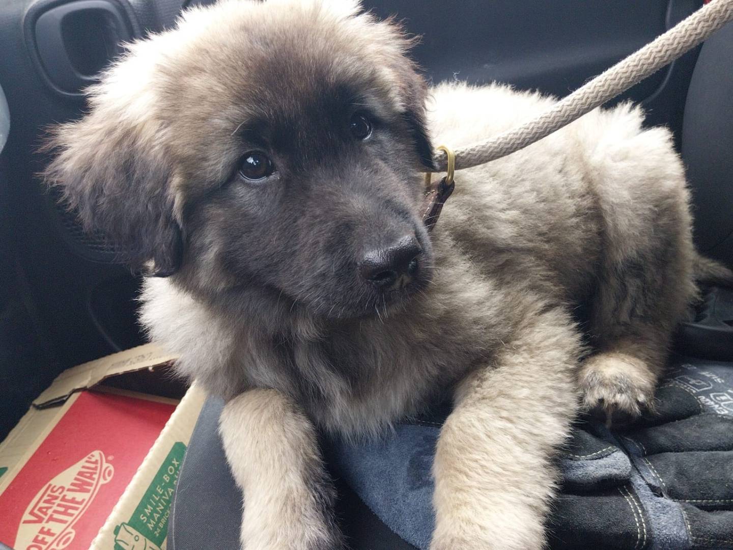 Adozione cane, maschio, Razza sconosciuta Razza sconosciuta, 3 mesi, taglia gigante, Pisa
