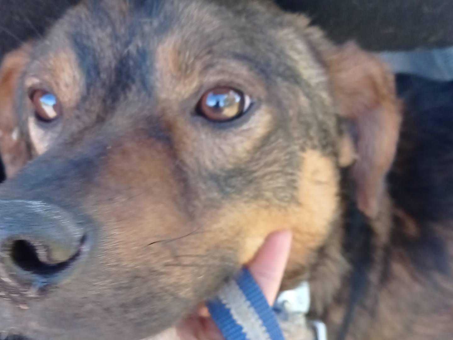 Adozione cane, maschio, Razza sconosciuta Razza sconosciuta, 1 anno e 6 mesi, taglia media, Catanzaro