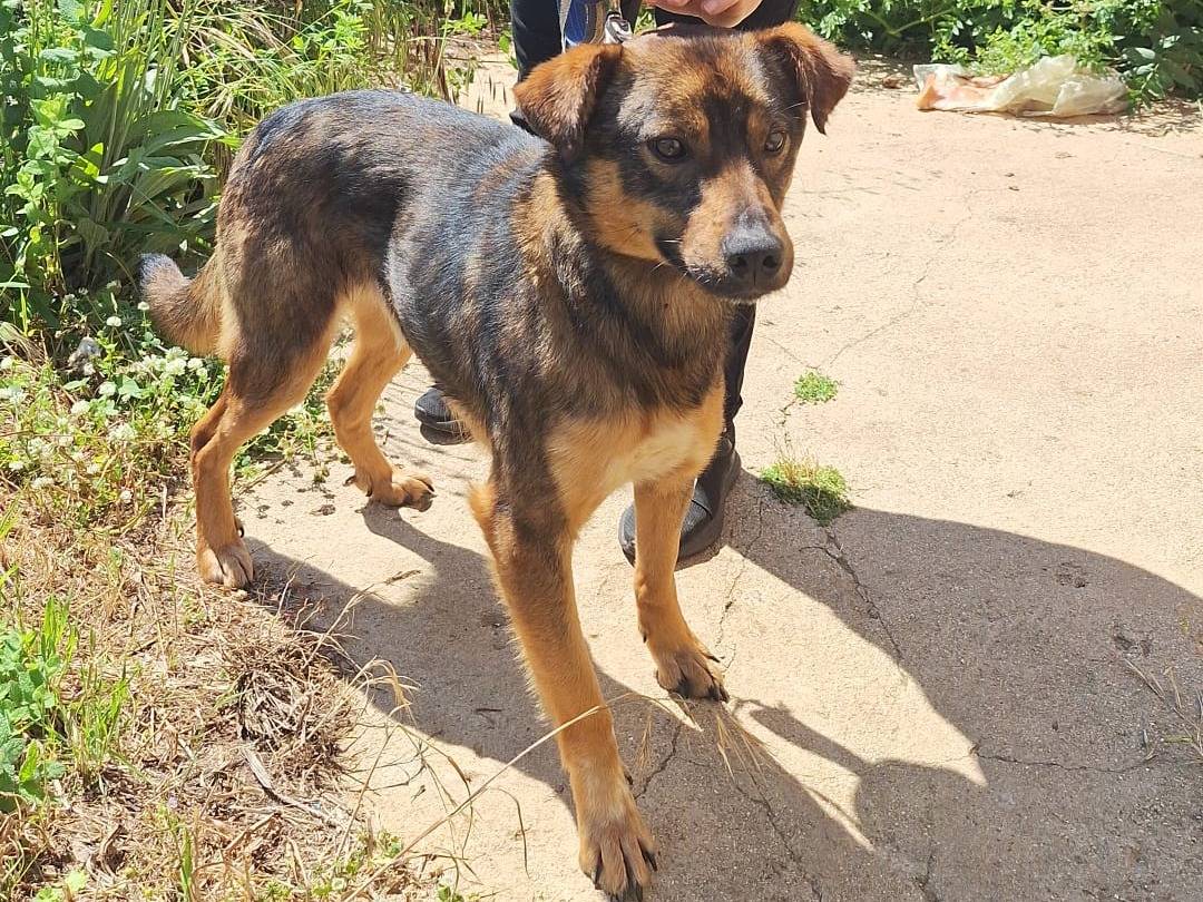 Adotta un cane, maschio, 1 anno e 6 mesi, Catanzaro