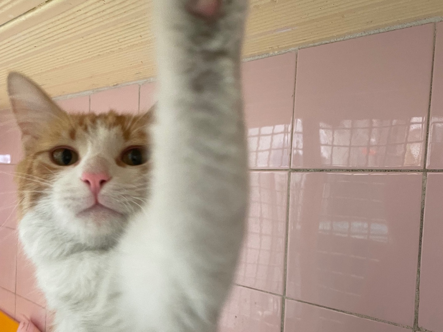 Adotta un gatto, maschio, 1 anno e 1 mese, Milano