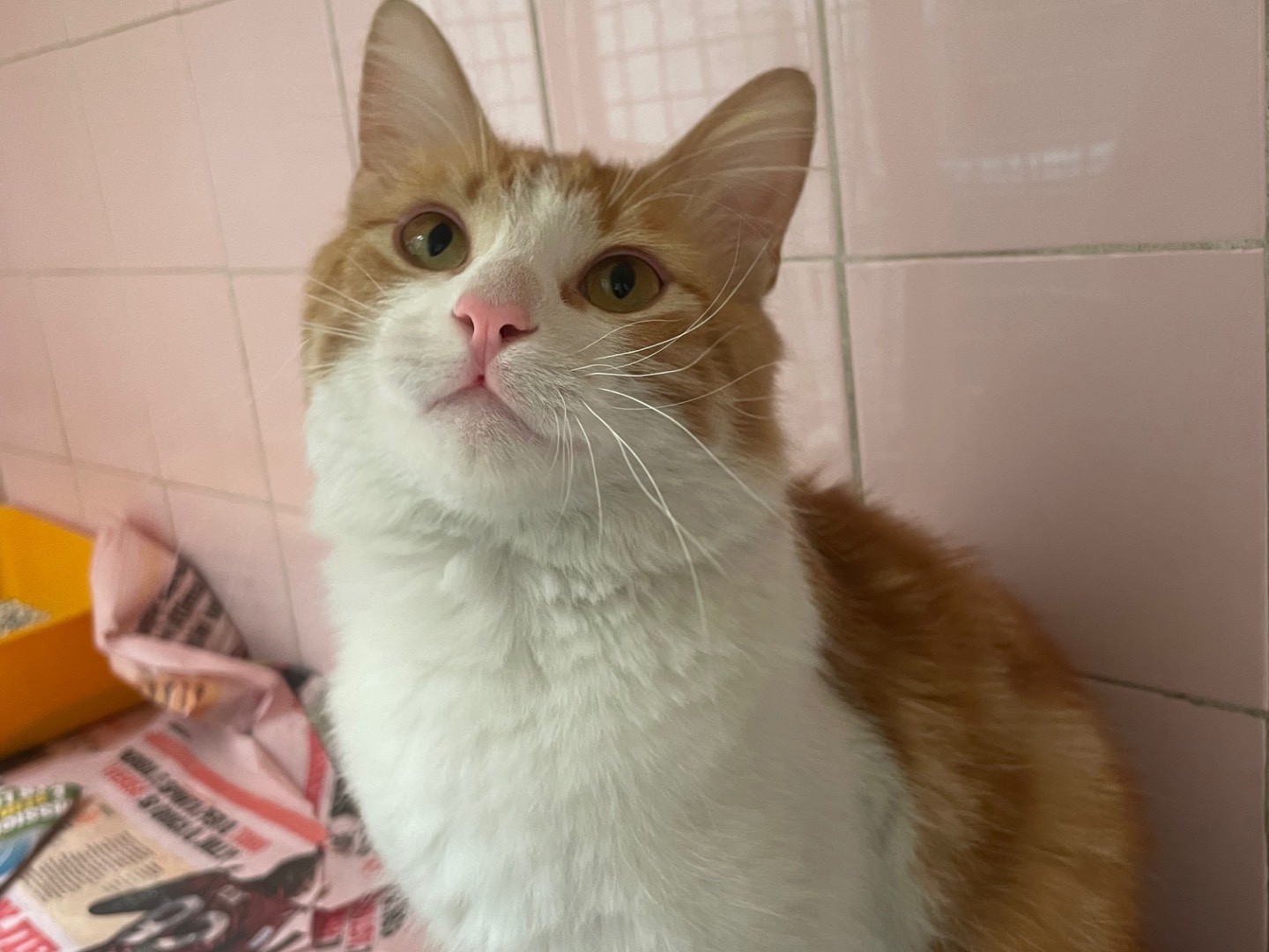 Adotta un gatto, taglia non valida, maschio, Milano