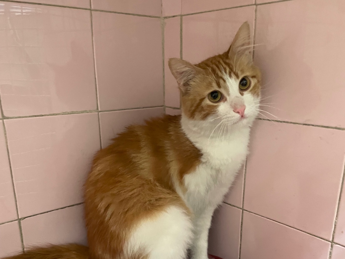 Vuoi adottare un gatto a Milano?