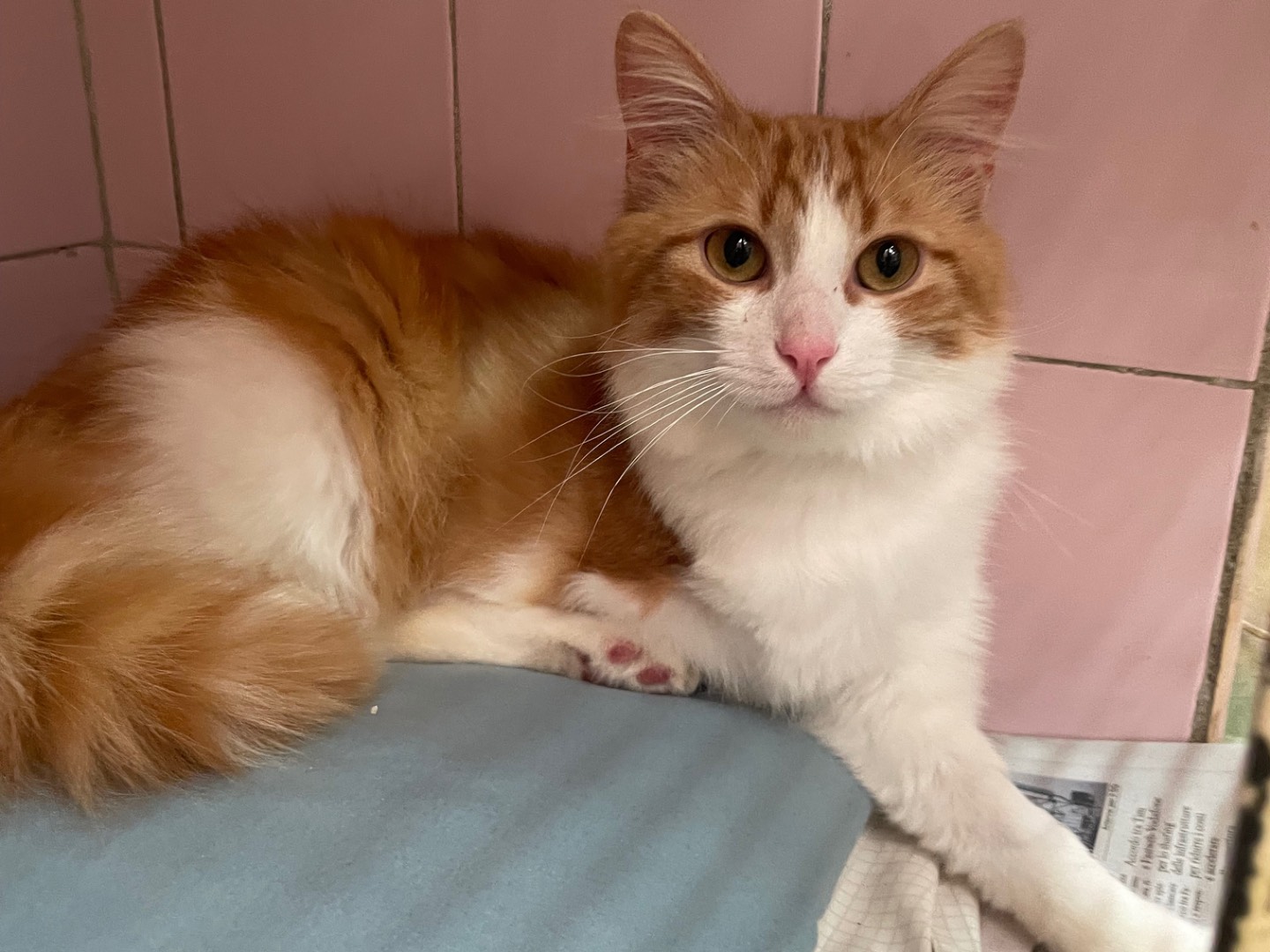 Adozione gatto, maschio, Razza sconosciuta Razza sconosciuta, 1 anno e 1 mese, taglia non valida, Milano