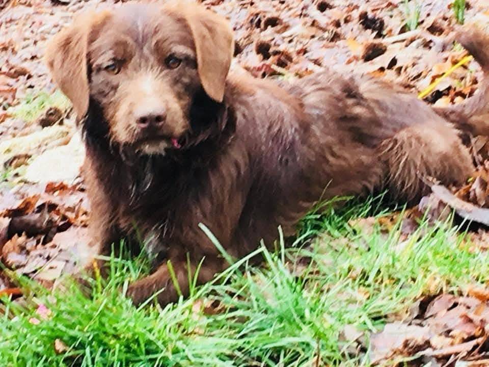 Adotta un cane, maschio, 7 anni e 4 mesi, Caserta
