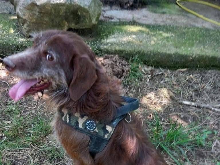 Adotta il cane BACIO  a Caserta