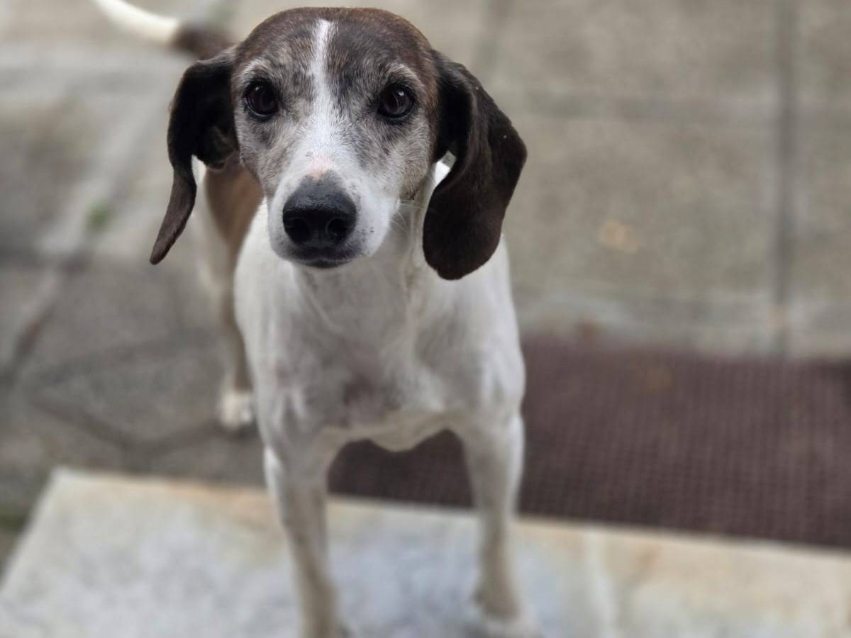 Adotta un cane, femmina, 5 anni e 3 mesi, Avellino