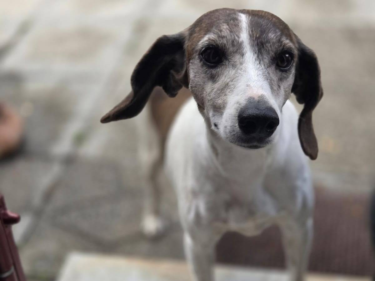Adotta un cane, taglia media contenuta, femmina, Avellino