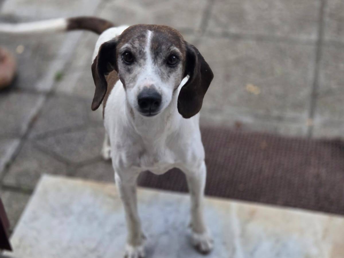 Adozione cane, femmina, Segugio maremmano Razza sconosciuta, 5 anni e 3 mesi, taglia media contenuta, Avellino