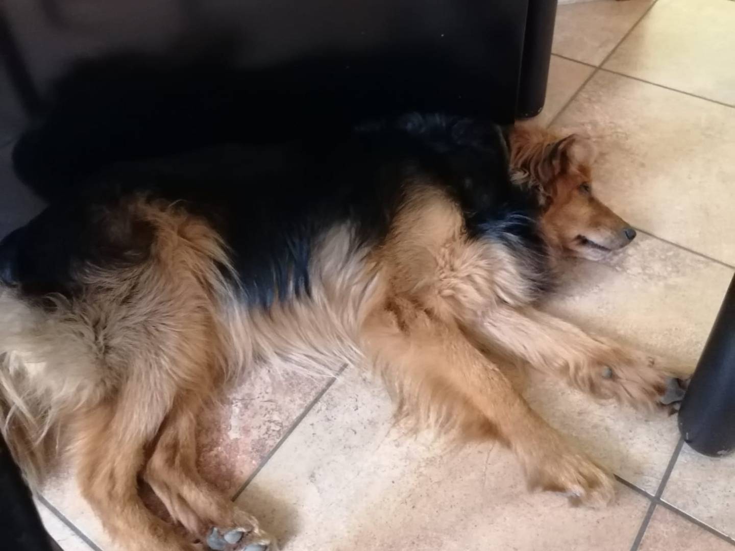 Adotta un cane, maschio, 13 anni e 8 mesi, Milano