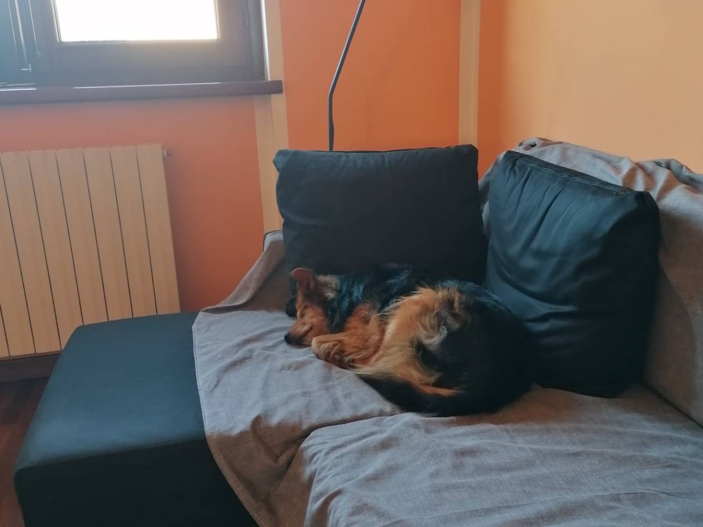 Adotta un cane, taglia media contenuta, maschio, Milano