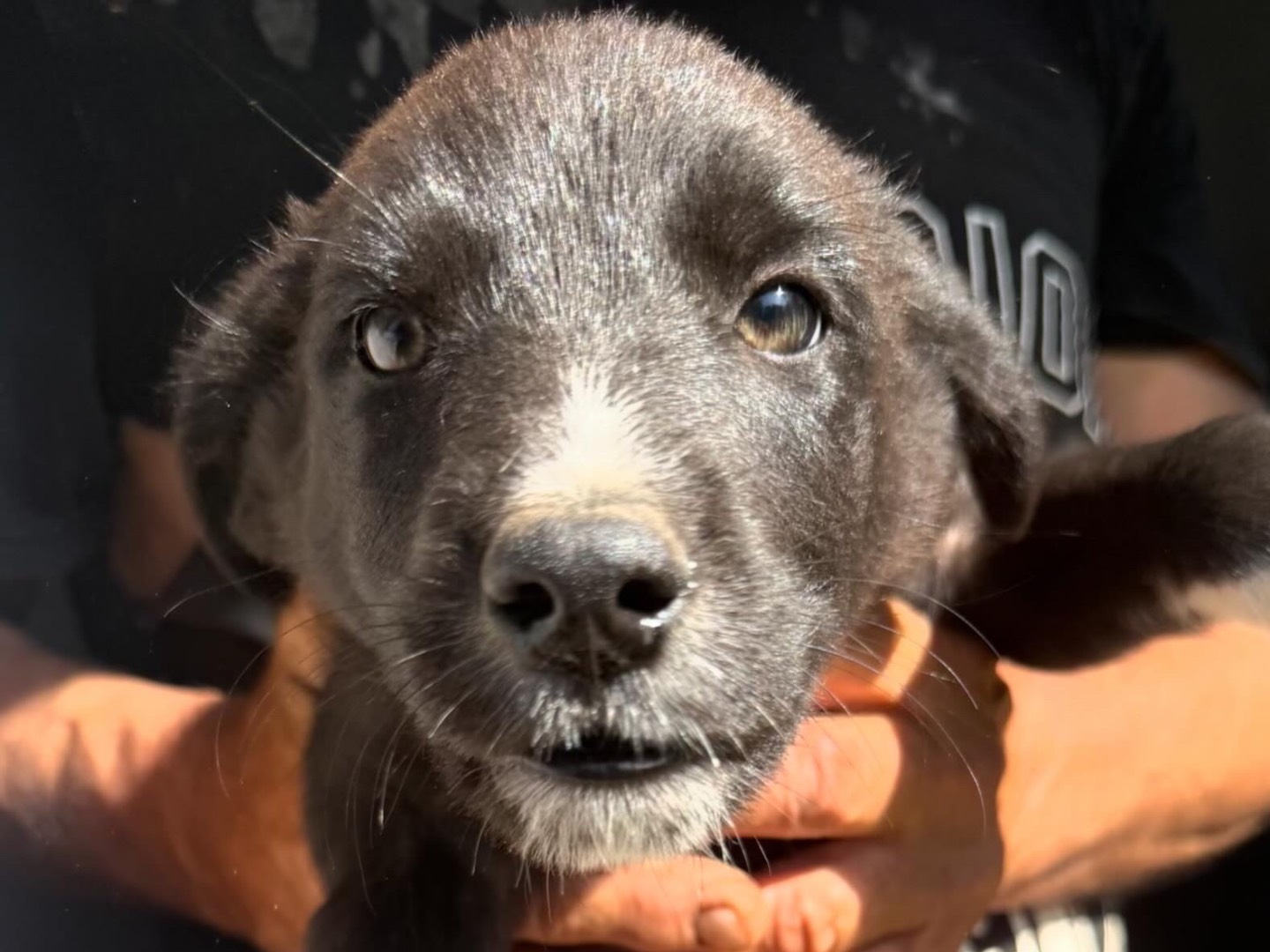 Adozione cane, maschio, Border Collie Pastore di Oropa, 1 mesi, taglia media, Pavia