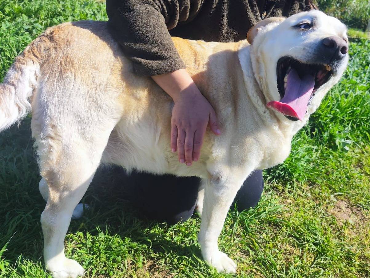 Adozione cane, femmina, Labrador Retriever Razza sconosciuta, 8 anni e 4 mesi, taglia grande, Bari