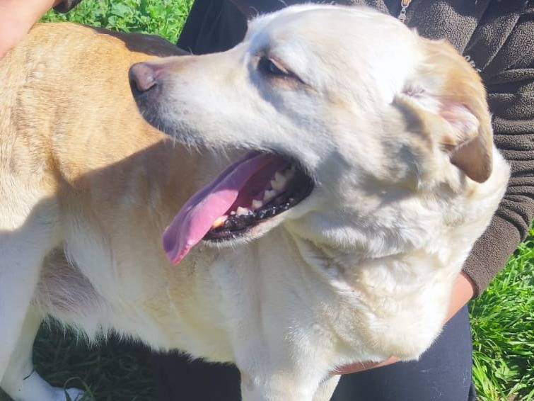 Adotta un cane, taglia grande, femmina, Bari