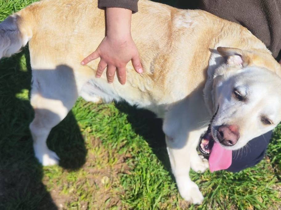 Vuoi adottare un cane a Bari?