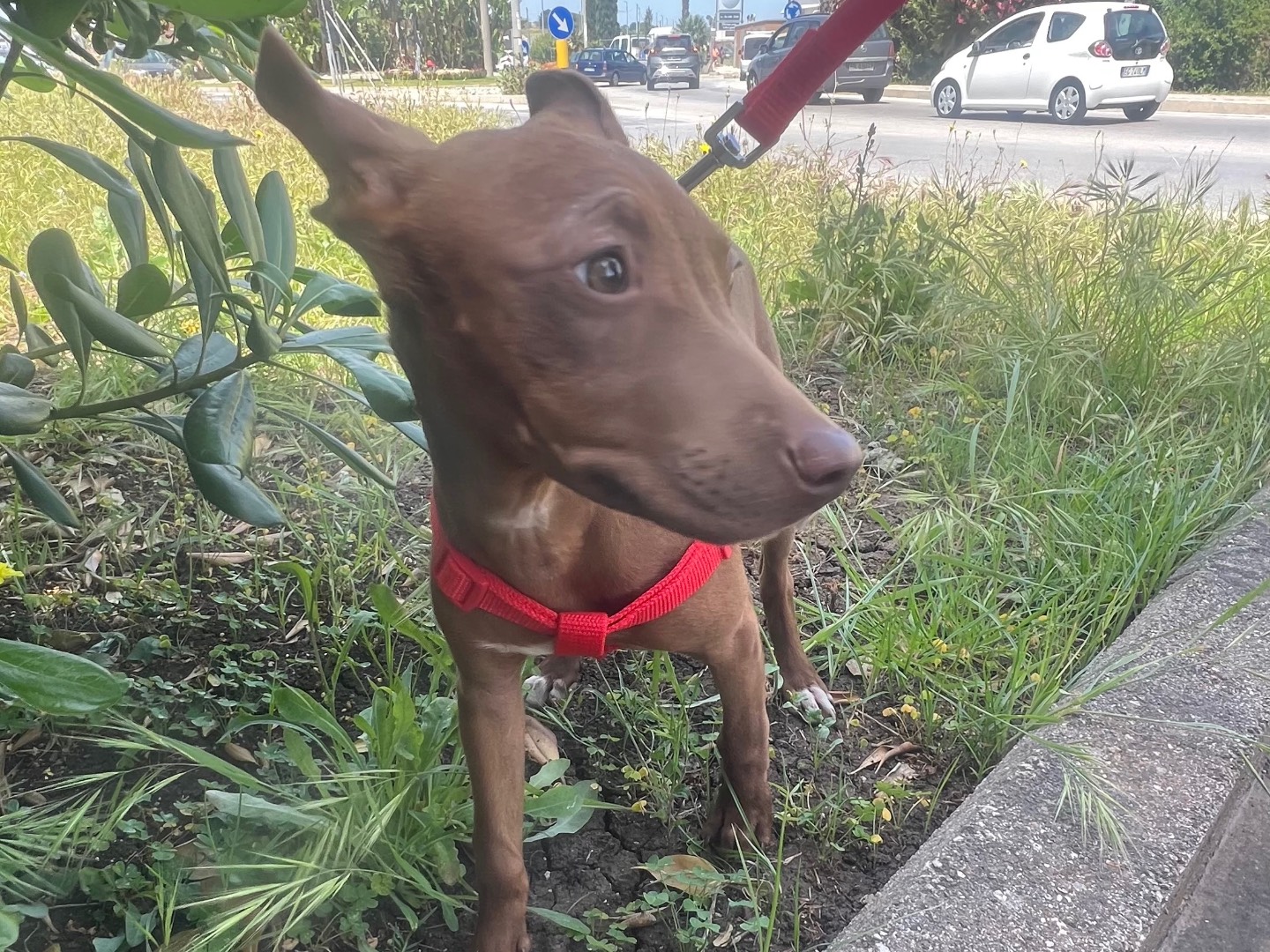 Vuoi adottare un cane a Siracusa?