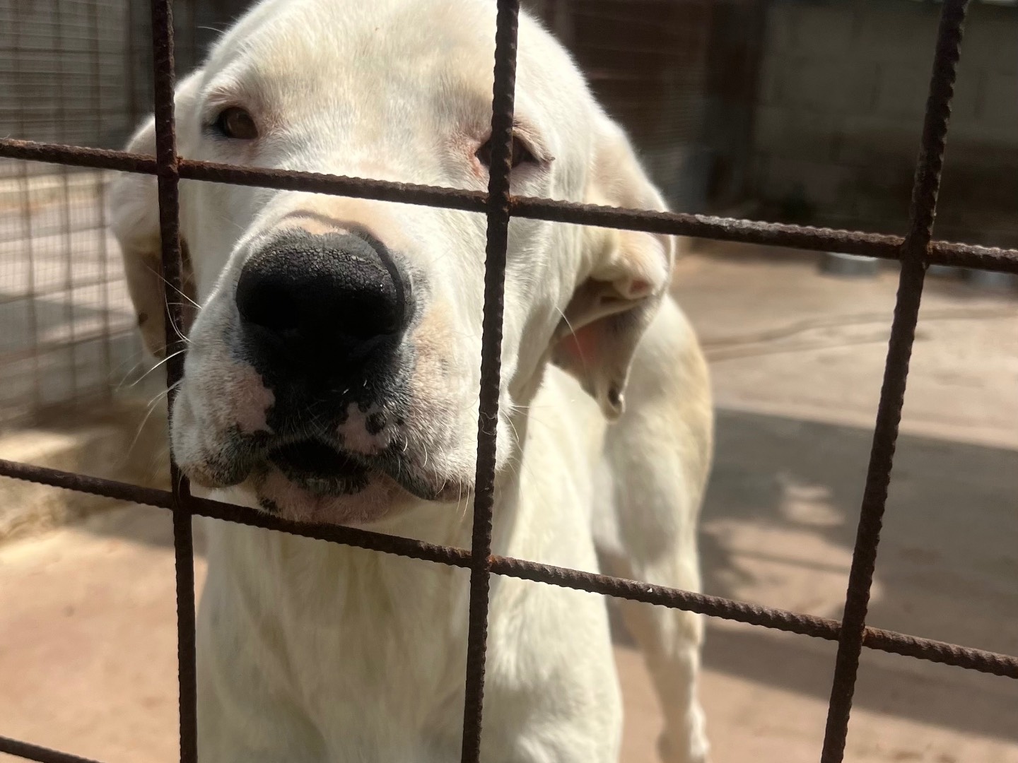 Adotta un cane, femmina, 3 anni e 6 mesi, Siracusa