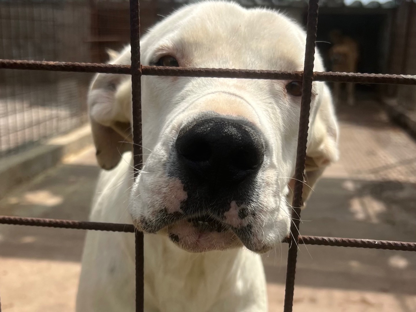 Adozione cane, femmina, Dogo Argentino Razza sconosciuta, 3 anni e 6 mesi, taglia media, Siracusa