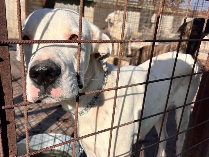 Adotta un cane, taglia media, femmina, Siracusa