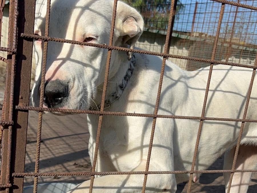 Vuoi adottare un cane a Siracusa?