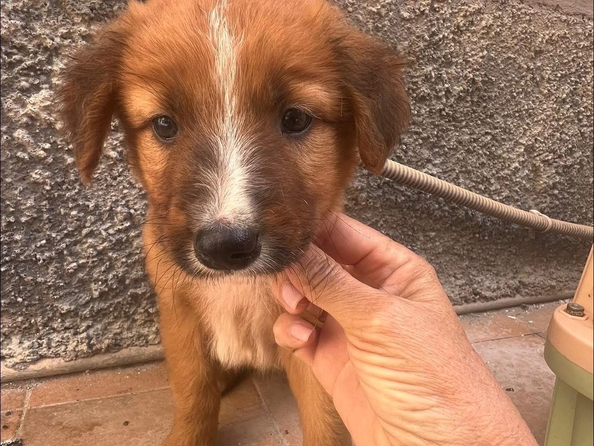 Adotta un cane, maschio, 2 mesi, Siracusa