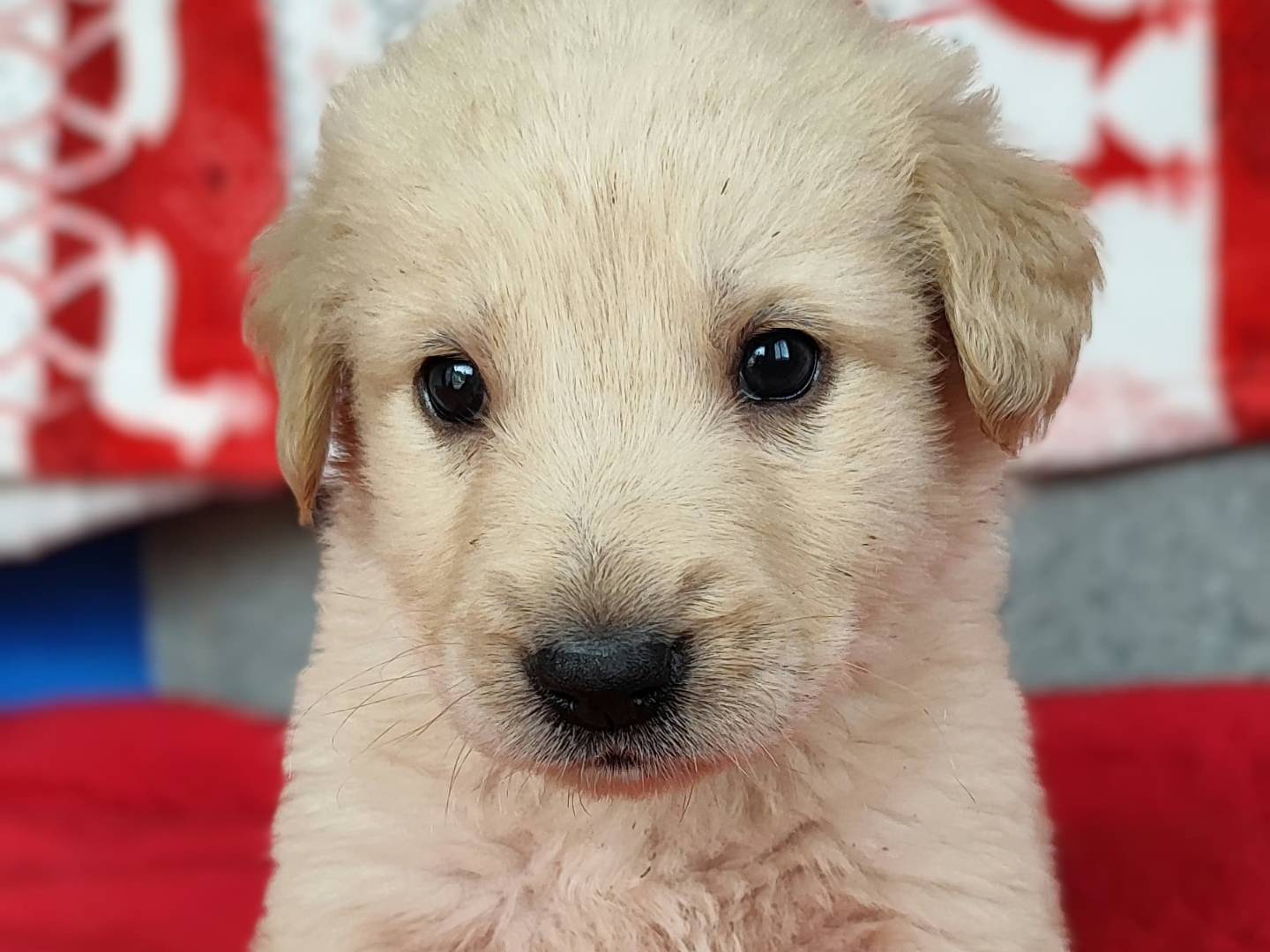Adozione cane, maschio, Pastore maremmano Golden Retriever, 1 mesi, taglia grande, Messina