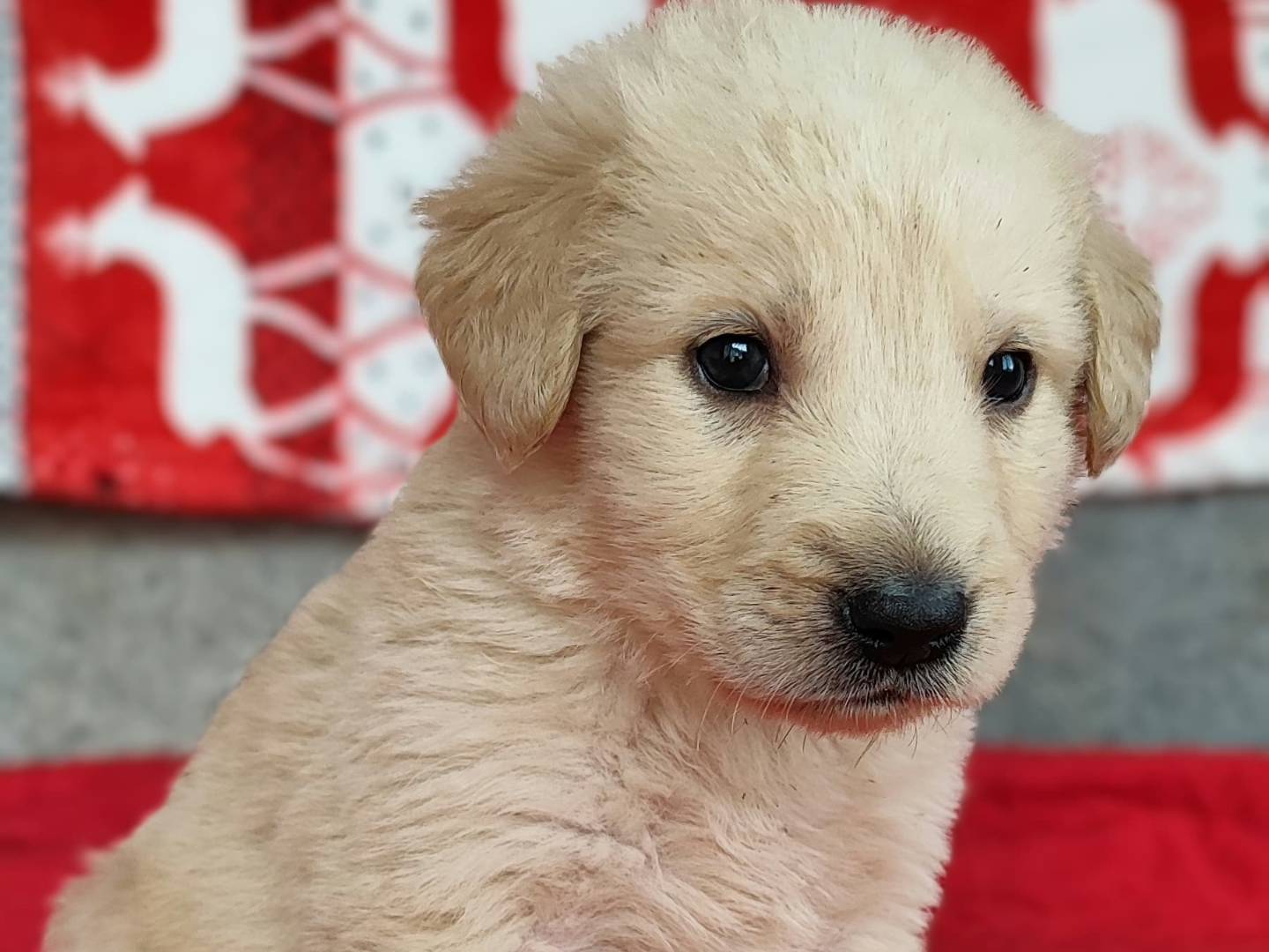 Adotta un cane, taglia grande, maschio, Messina