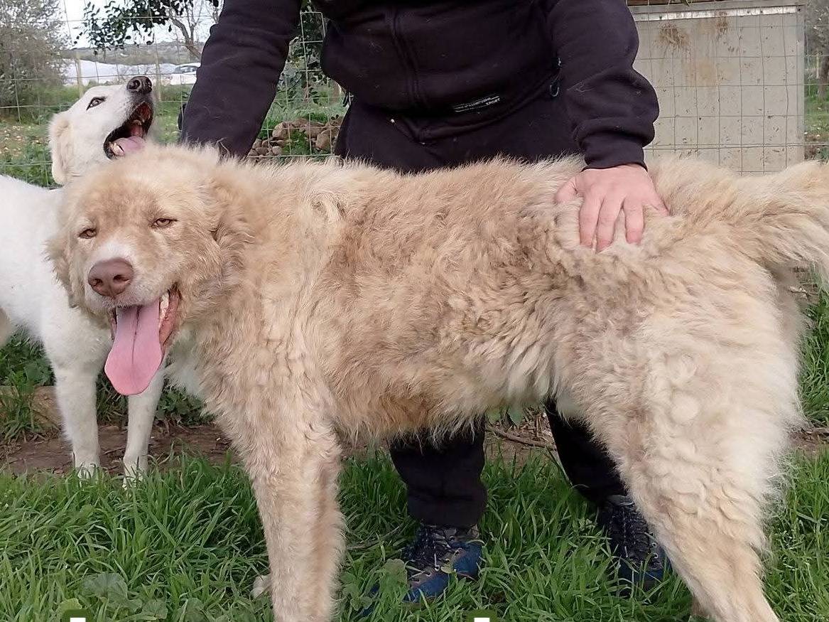 Adotta un cane, maschio, 2 anni e 4 mesi, Siracusa