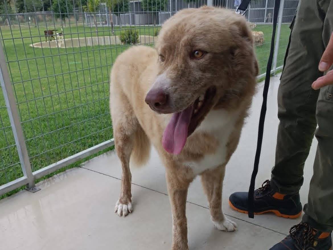 Adozione cane, maschio, Razza sconosciuta Razza sconosciuta, 2 anni e 4 mesi, taglia gigante, Siracusa