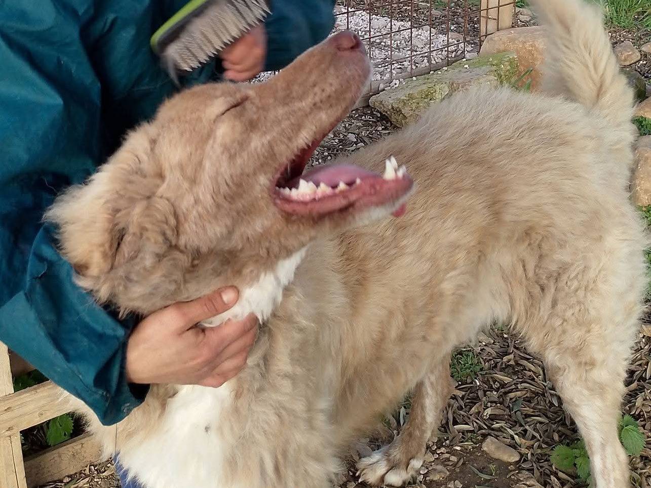 Adotta un cane, taglia gigante, maschio, Siracusa