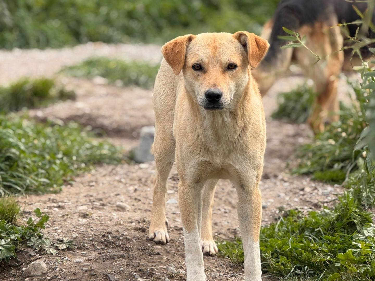 Adozione cane, maschio, Razza sconosciuta Razza sconosciuta, 10 mesi, taglia media, Crotone