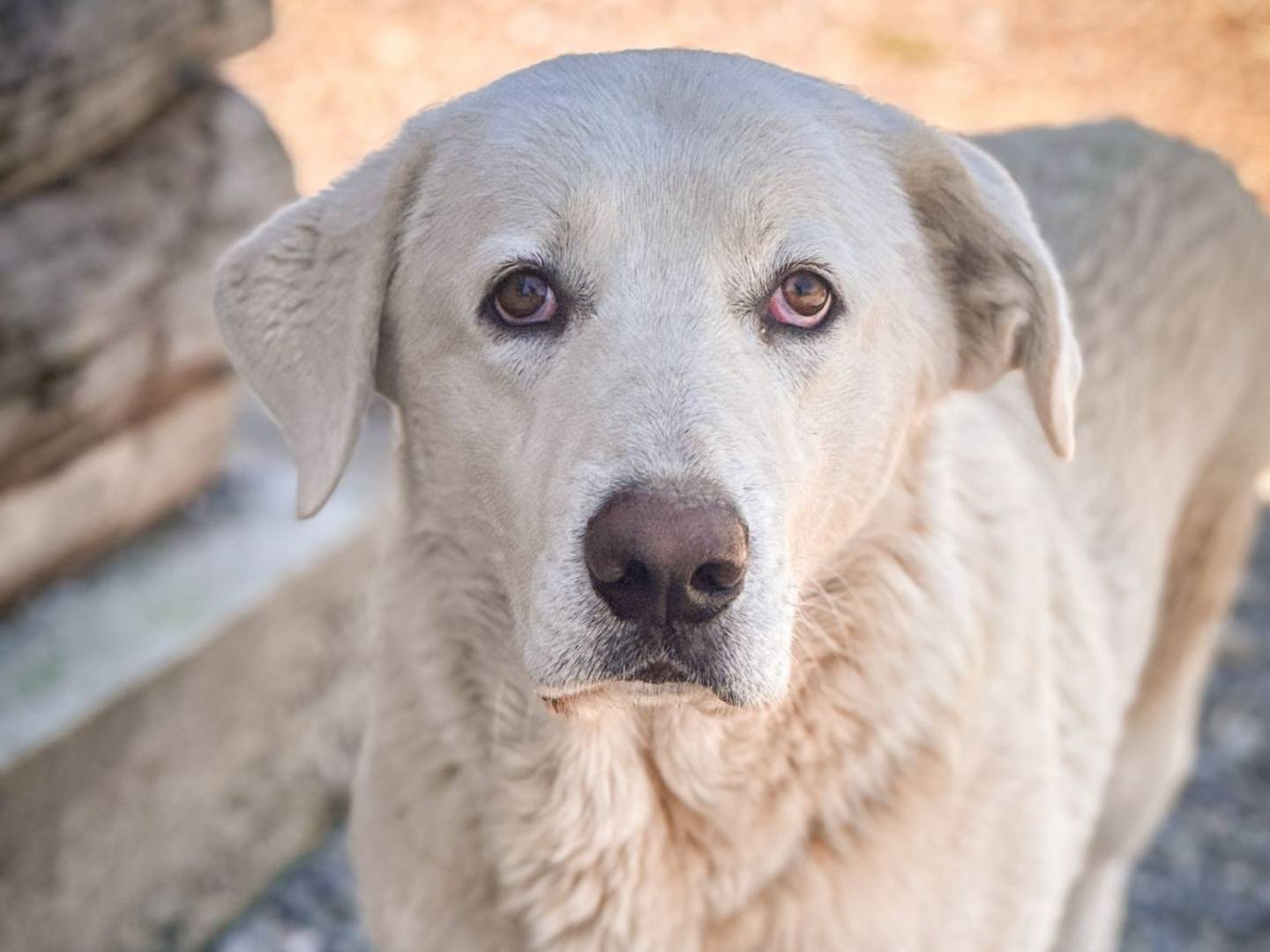 Adozione cane, maschio, Pastore maremmano Razza sconosciuta, 1 anno e 2 mesi, taglia grande, Crotone