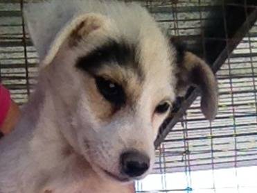 Foto 3 dell'animale